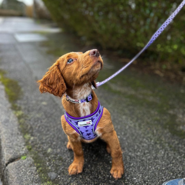 Originals Airmesh Snappy Dog Harness Doodlebone